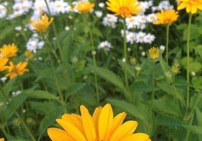 老公生日搞笑祝福语(43句)