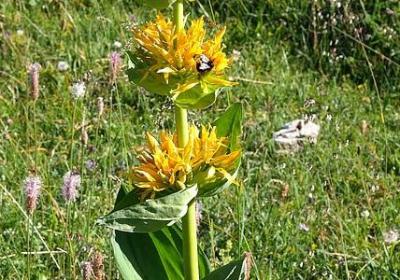 给老师写信的祝福语(共45句)