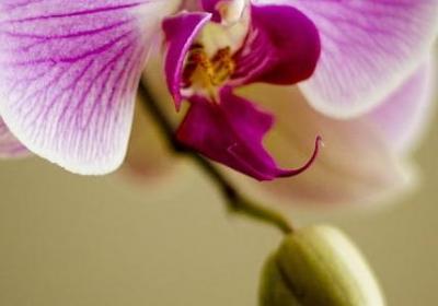 给长辈的生日祝福语(优选60句)