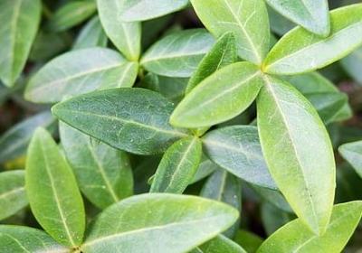 给老师的祝福语简短(实用40句)