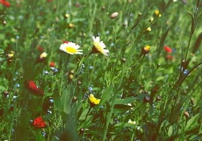 给朋友结婚的祝福语(汇总60句)