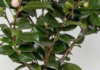 给老师的贺卡祝福语(优选50句)