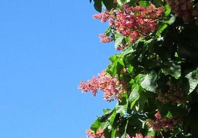 老人八十大寿祝福语(优选50句)