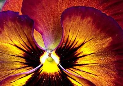 老师对小学毕业生的祝福语(实用7句)