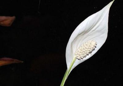 老人80大寿生日祝福语(热门40句)