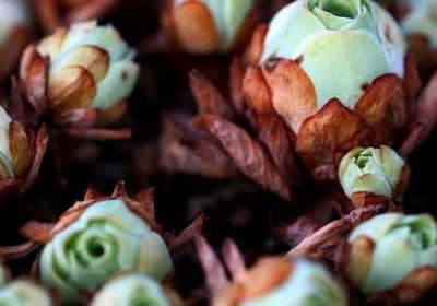 给顾客生日祝福语(合集60句)