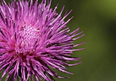 老人过生日祝福语(通用60句)