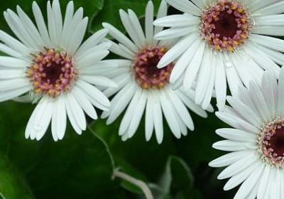 给病人的健康祝福语(共40句)