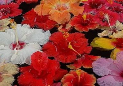 给病人的祝福语简短(合集60句)