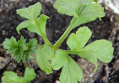 给顾客的生日祝福语(推荐40句)