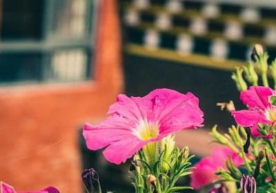 给老师生日祝福语(汇总50句)