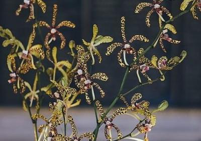 给父母的祝福语8字(通用60句) 给父母的祝福语8字(通用60句)