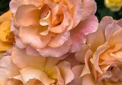 给退休老师的祝福语(优选34句) 给退休老师的祝福语(优选34句)