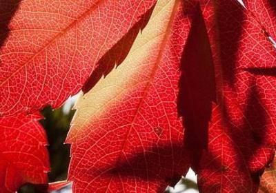 老大生日祝福语(50句)