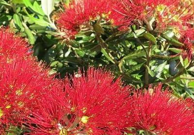 给老人家的生日祝福语(推荐59句)