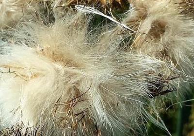 老人做寿祝福语(通用70句)