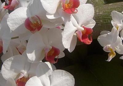 网络祝福语(推荐60句) 网络祝福语(推荐60句)