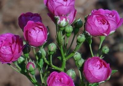 美容院情人节祝福语(必备50句) 美容院情人节祝福语(必备50句)