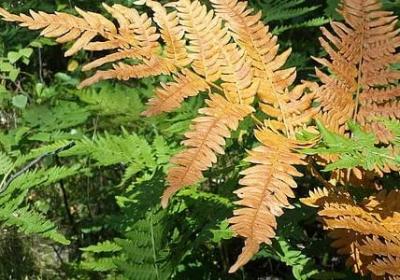 给父母的祝福语(实用50句) 给父母的祝福语(实用50句)