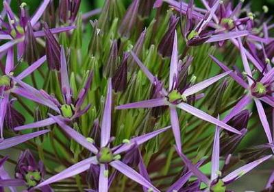 老人死后的祝福语(合集50句) 老人死后的祝福语(合集50句)