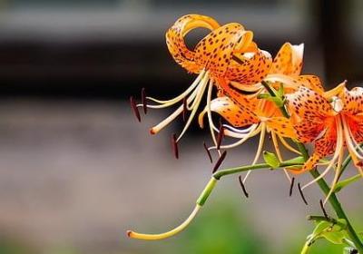 老伴生日祝福语(热门80句)