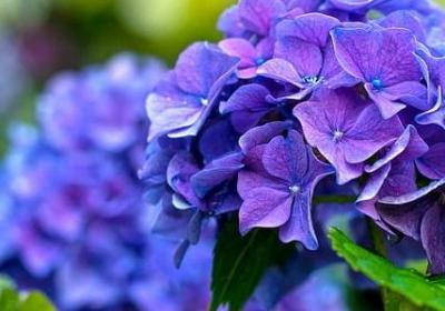 给爷爷的生日祝福语(合集40句)