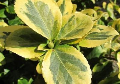 给班主任的祝福语(共50句)