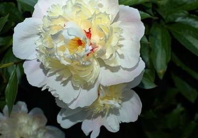 给生日祝福语(合集40句)