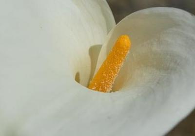 给自己生日的祝福语(精选40句)