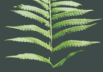 老人生日的祝福语(合集52句)