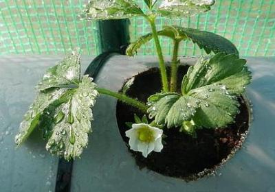 给闺蜜生日祝福语(必备50句)