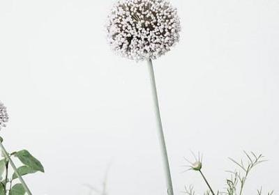 给父亲的生日祝福语(必备70句)