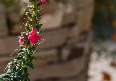 老寿星祝福语(合集69句)