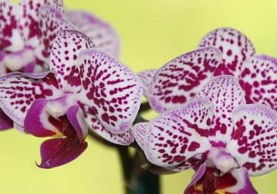 老师新婚祝福语(热门12句)