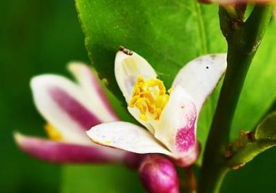 老师的生日祝福语(必备50句)