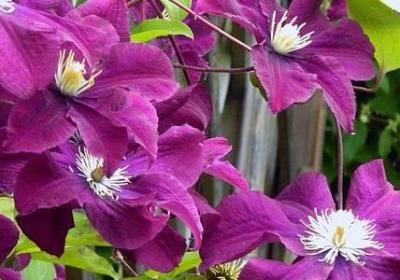 羊年祝福语(汇总80句)