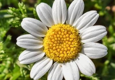 给领导过生日的祝福语(合集40句)