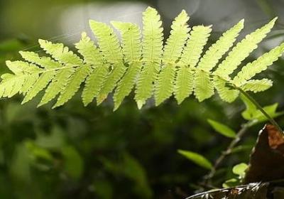 老妈生日祝福语简短(合集40句)