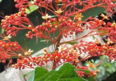 老丈人过生日祝福语(汇总30句)