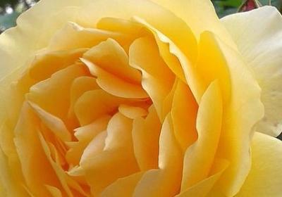 美女生日祝福语简短的(通用70句)