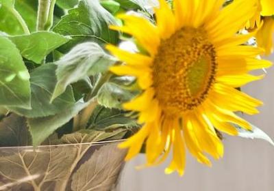 老师对孩子的生日祝福语(共50句)