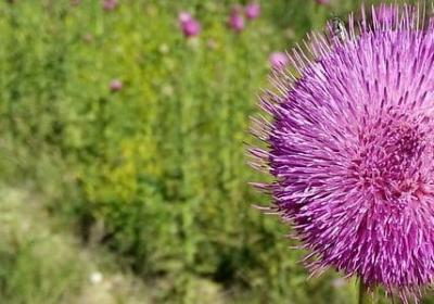 老人再婚祝福语(热门50句)