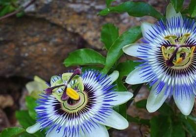 给领导生日祝福语(优选50句)