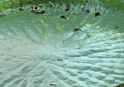 给长辈生日快乐祝福语(合集40句)