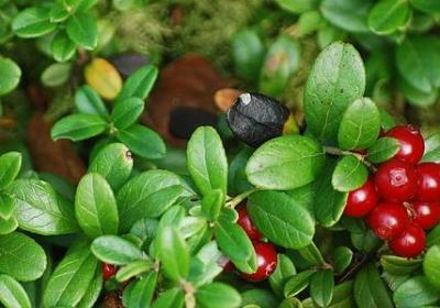 给长辈祝福语(59句)