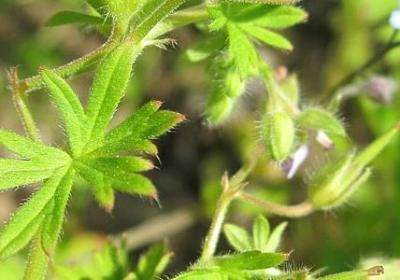 给闺蜜结婚的祝福语(必备54句)