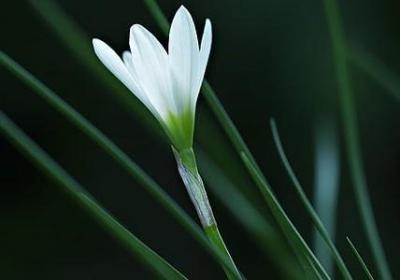 给老师的祝福语简短10(必备50句)