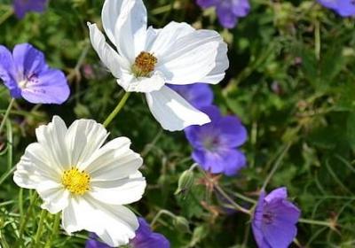 老公生日祝福语一句话(通用49句)