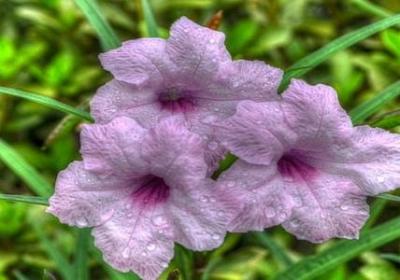 老妈生日蛋糕祝福语(汇总50句)