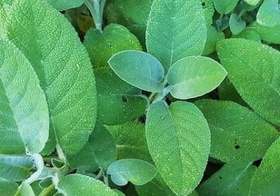 老人生日祝福语大全(热门60句)